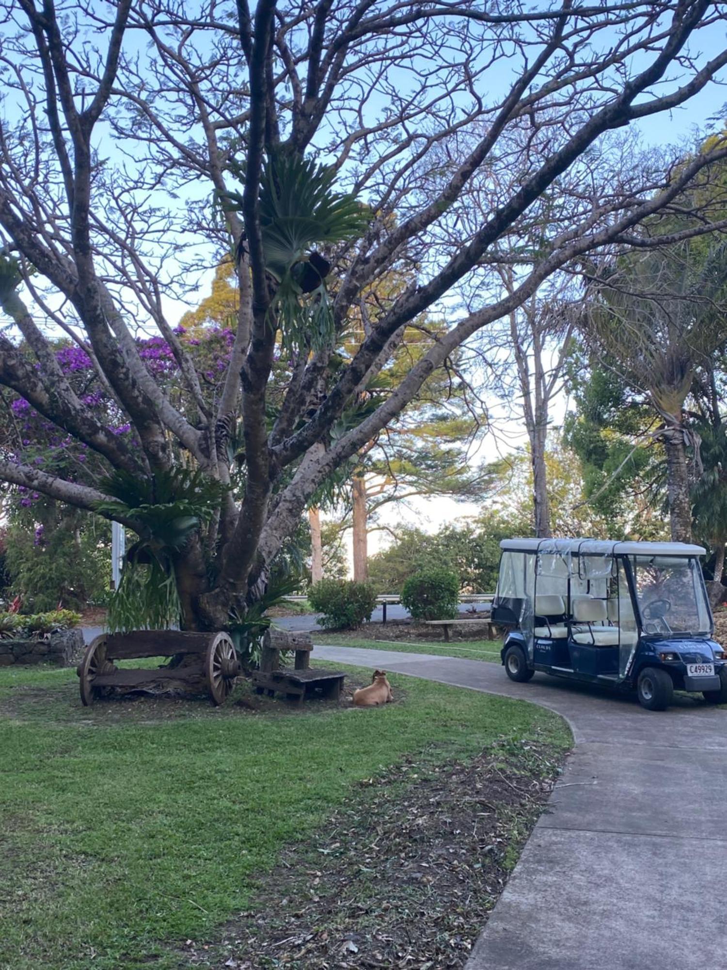 Koala Cabins Sunshine Coast Mapleton Buitenkant foto